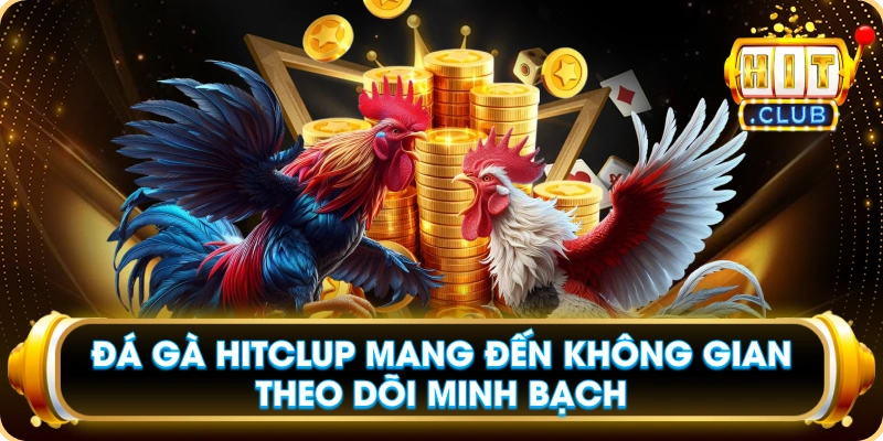 Đá Gà Hitclup Mang Đến Không Gian Theo Dõi Minh Bạch