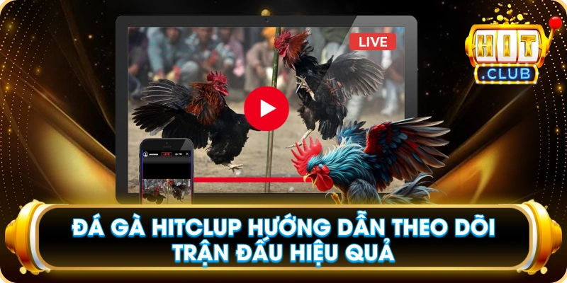 Đá Gà Hitclup Hướng Dẫn Theo Dõi Trận Đấu Hiệu Quả