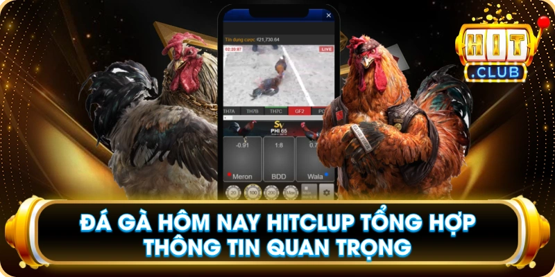Đá Gà Hôm Nay Hitclup Tổng Hợp Thông Tin Quan Trọng