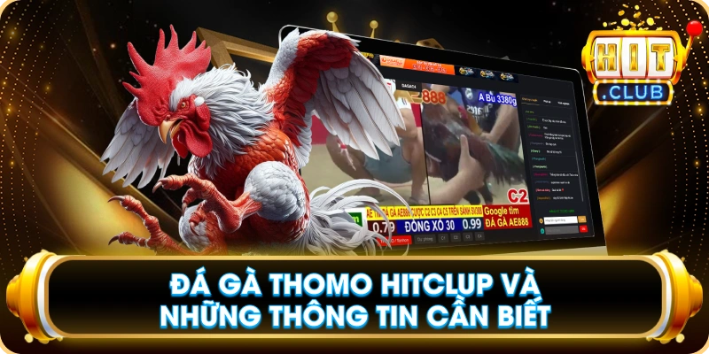 Đá Gà Thomo Hitclup Và Những Thông Tin Cần Biết