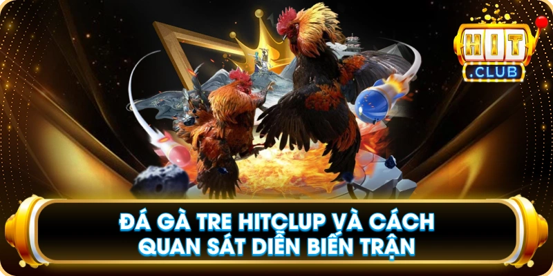 Đá Gà Tre Hitclup Và Cách Quan Sát Diễn Biến Trận